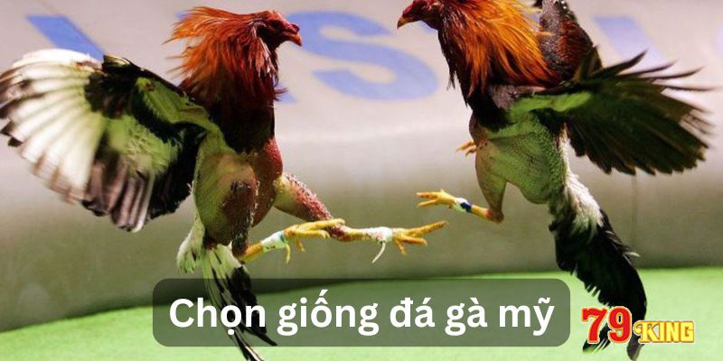 Hướng dẫn chọn dòng gà mỹ đá hay