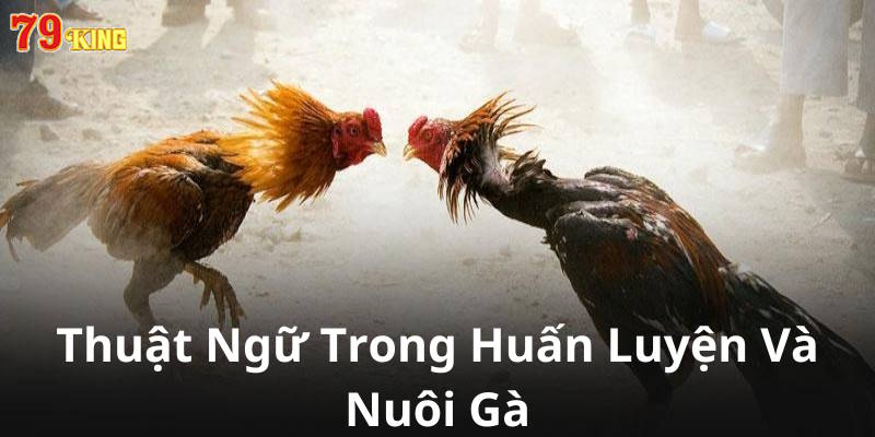 Thuật ngữ đá gà online trong cách nuôi lẫn huấn luyện